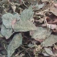 金線蓮，金線蓮干，野生金線蓮