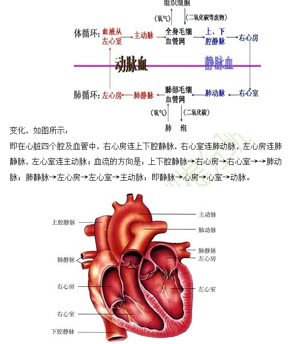 2019年臨床助理醫(yī)師心血管系統(tǒng)16個(gè)高頻考點(diǎn)速記！